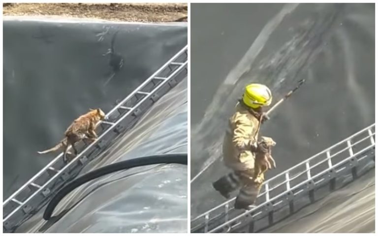 (ВИДЕО) Необычная миссия унгенских спасателей: лису с лисенком вытащили из воды
