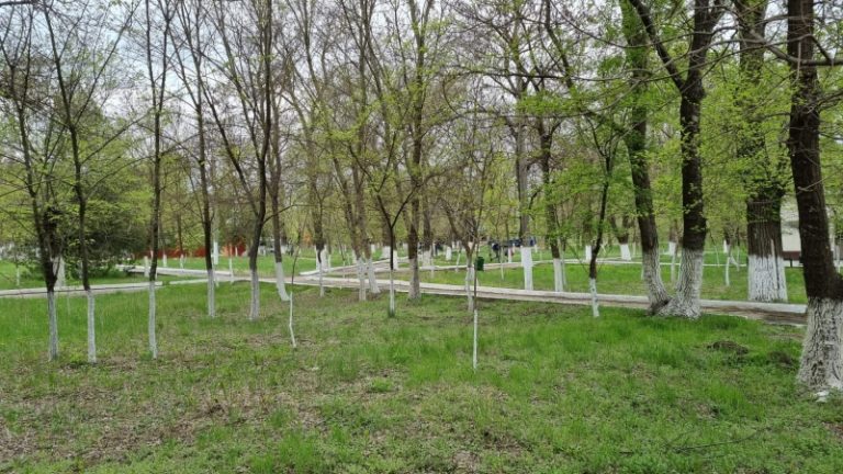В Чадыр-Лунге с помощью видеокамер поймали уличных хулиганов
