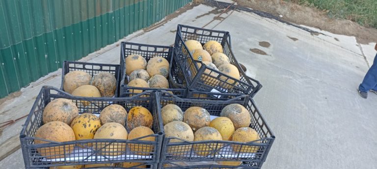 (Фото) ANSA изъяла из оборота партию токсичных дынь