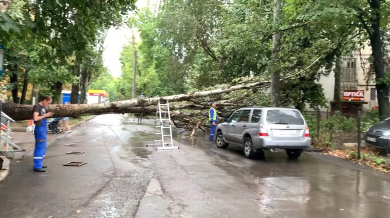 Поваленное ливнем дерево перекрыло улицу на Ботанике