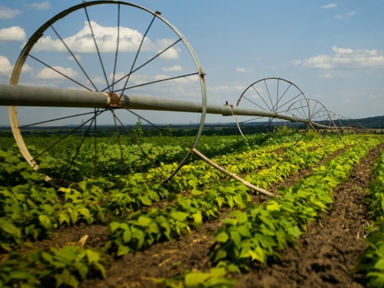 Россия частично запретит ввоз растительной продукции из всех районов Молдовы и Гагаузии