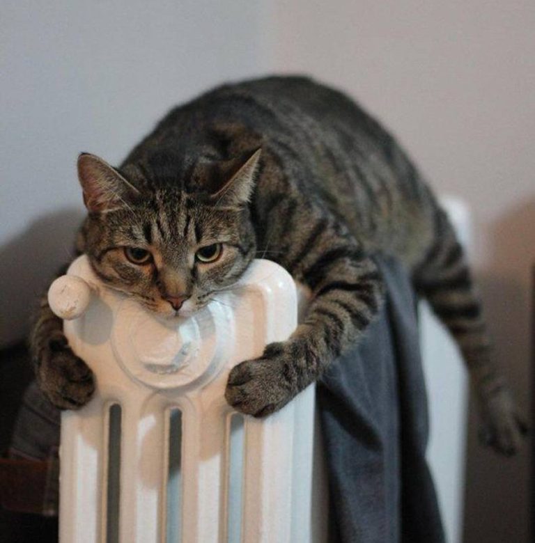 кот холодно погодно