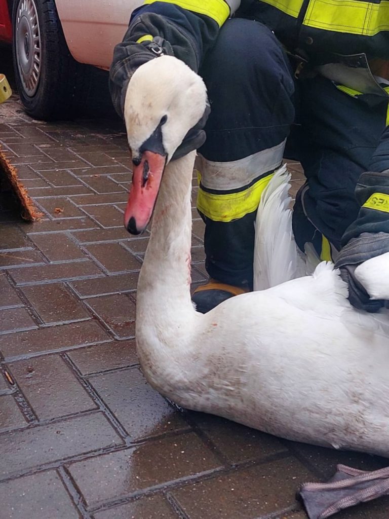 (ФОТО) В Единцах спасли лебедя, застрявшего в трубе для сточных вод