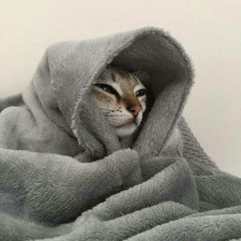 холодно зима кот погода