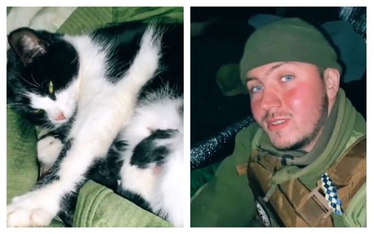 (ВИДЕО) Украинский солдат в окопе принял роды у кошки: «Жизнь не готовила меня к такому”