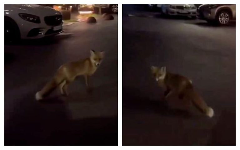 (ВИДЕО) Лисица прогуливалась возле дорогого ресторана в центре Кишинева