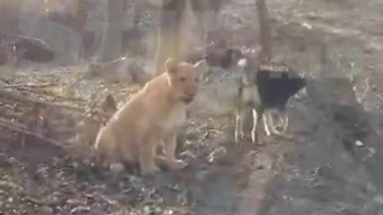 (ФОТО/ВИДЕО) Владелец львенка отказывается сдавать его в зоопарк: «Он стал членом семьи и не опасен»