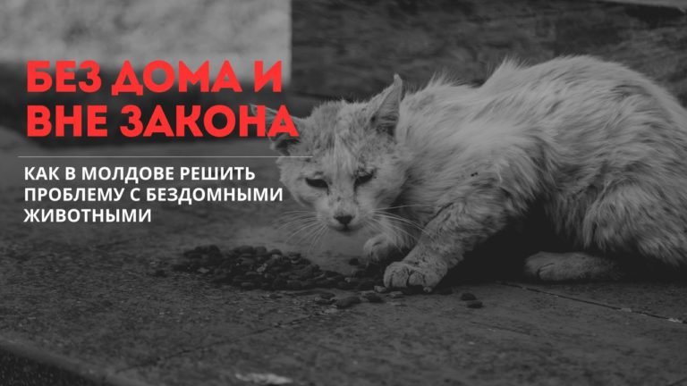 (ВИДЕО) Без дома и вне закона — как в Молдове решить проблему с бездомными животными