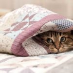 Похолодание сразу на 14°C и ливни — погода в Молдове на среду, 22 июля