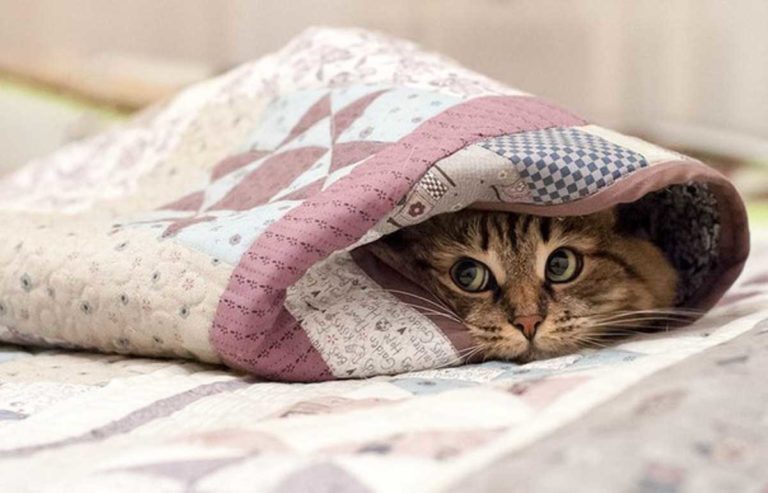 Кот прячется под одеялом