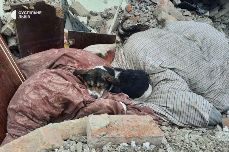 Фото дня: Собака лежит на руинах дома в Львовской области, где погибли её хозяева