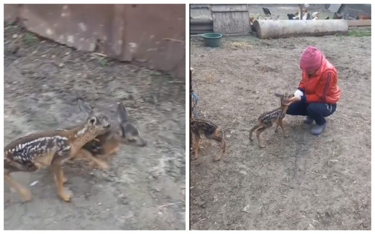 (ВИДЕО) В Сорокском районе нашли двух истощенных детенышей косули