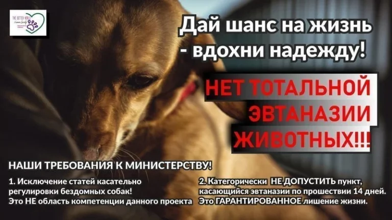 В Молдове могут ввести эвтаназию бездомных животных, зоозащитники создали петицию против