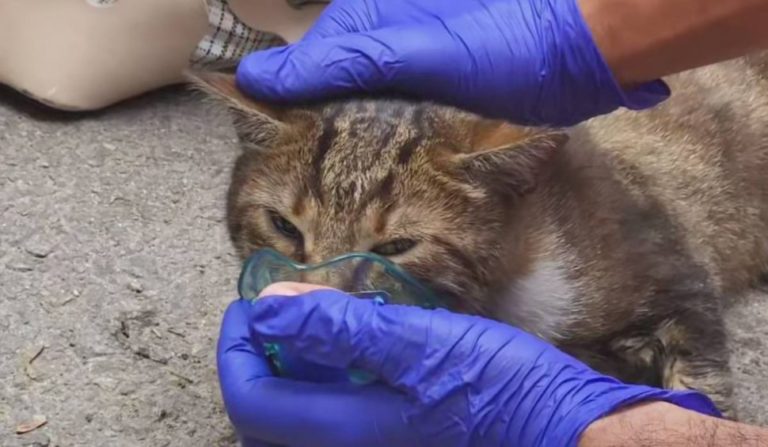 (ФОТО) В Констанце скорая помощь реанимировала кошку, спасённую из пожара