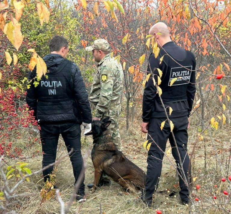 В Милештий Мичь обнаружили плантации конопли на 3 млн леев. Тайник в лесу нашла служебная собака