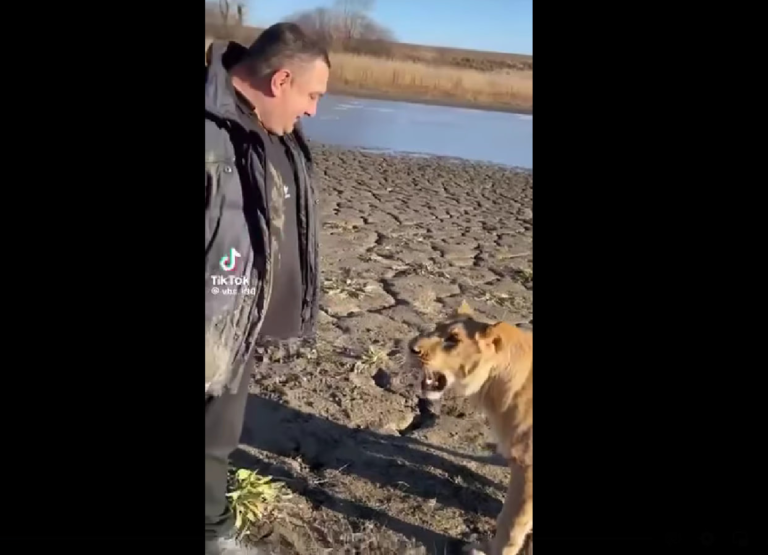 (ВИДЕО) Африканских львов в Штефан-Водэ привезли контрабандой, их владельцу грозит уголовное дело