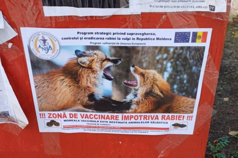В Молдове проходит кампания по вакцинации лис от бешенства