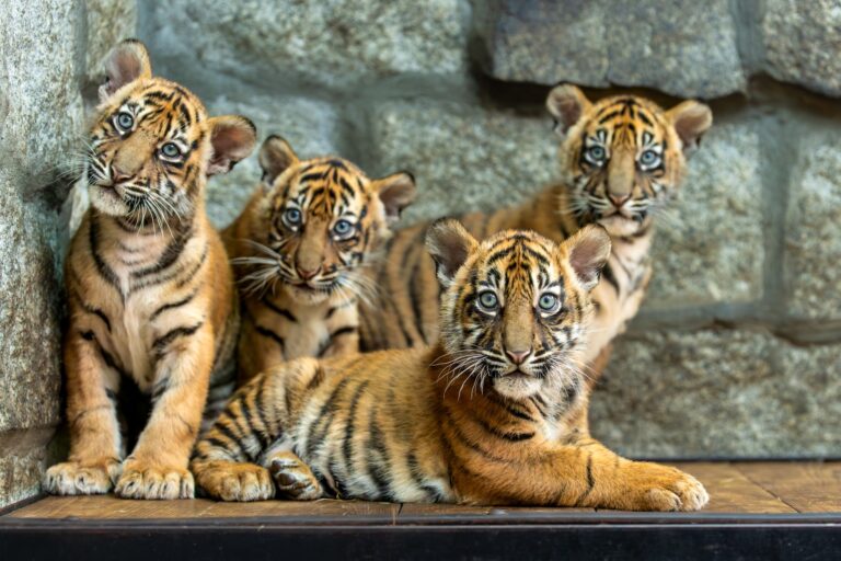 В Польше родились четыре очень редких суматранских тигрёнка
