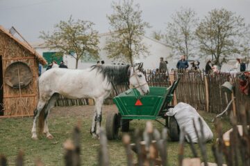 Лошадь в Гагаузии