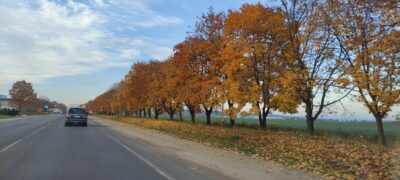 Осенний пейзаж, дорога.