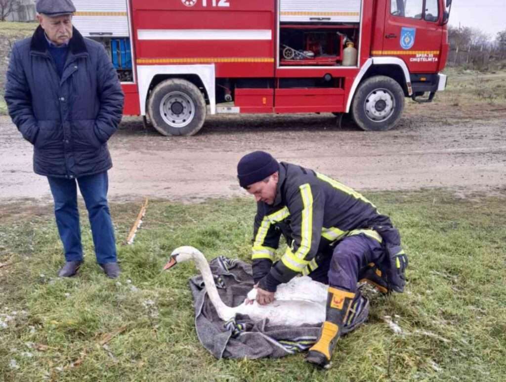 Спасатели и лебедь