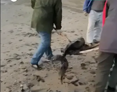 мёртвый дельфин Чёрное море Керченский пролив