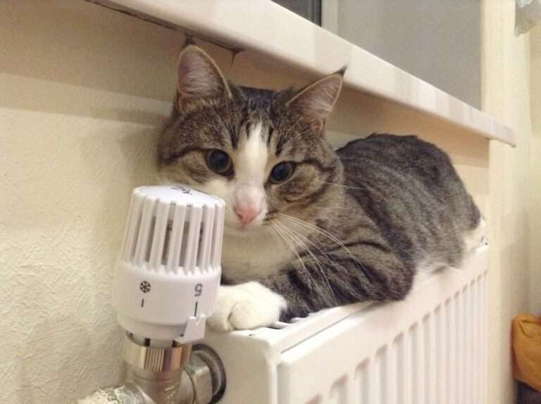 Кошка на батарее