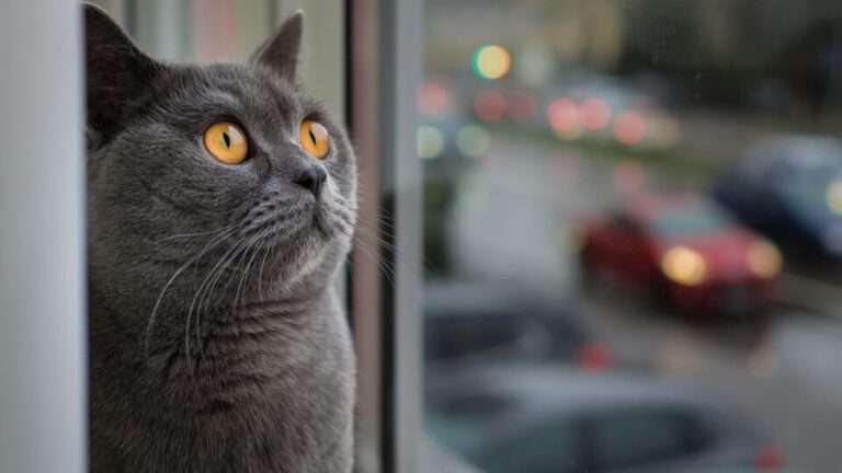 Кот