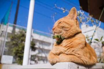 Кот на солнце