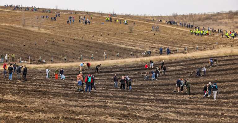 Свыше 2000 человек участвовали в посадке леса в Новоаненском районе