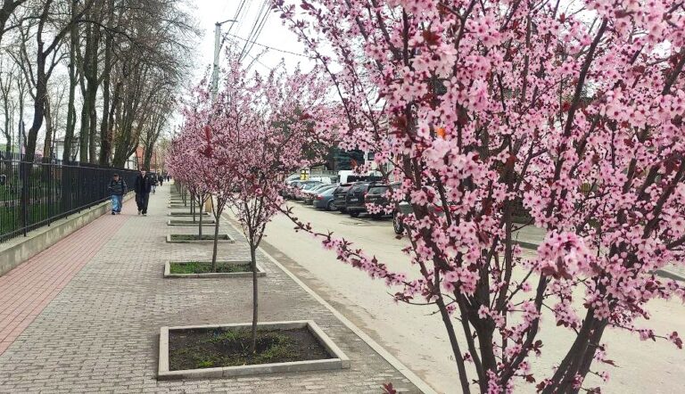 весна сливы Писсарди март тепло