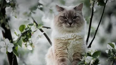 Кот весной на цветущем дереве