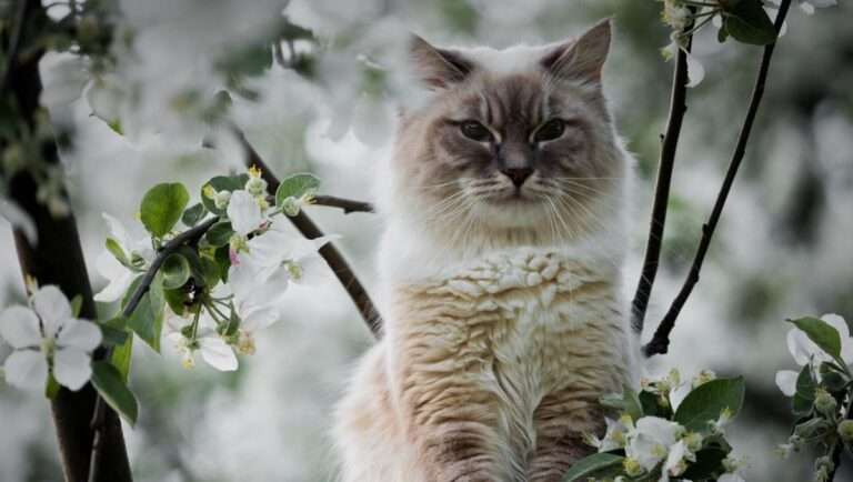 Кот весной на цветущем дереве