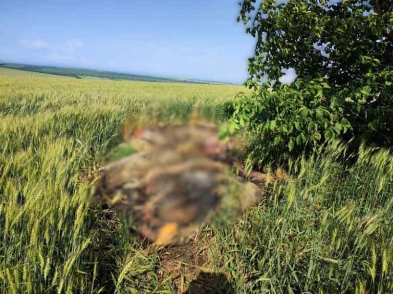 АЧС, вспышка африканской чумы свиней