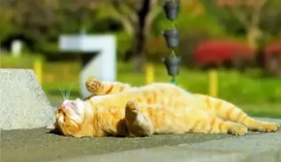 кот нежится на солнце