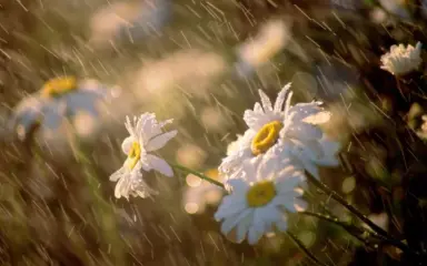 Летний дождь падает на цветы