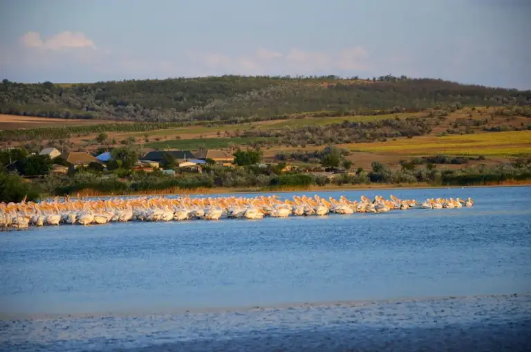 пеликаны на Конгазском водохранилище у с. Бешалма, Гагаузия