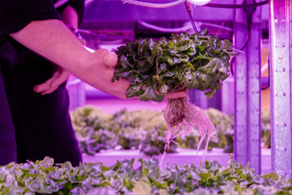 Растения CityFarm растут в мягких кубиках из материала, который пропускает питательный раствор