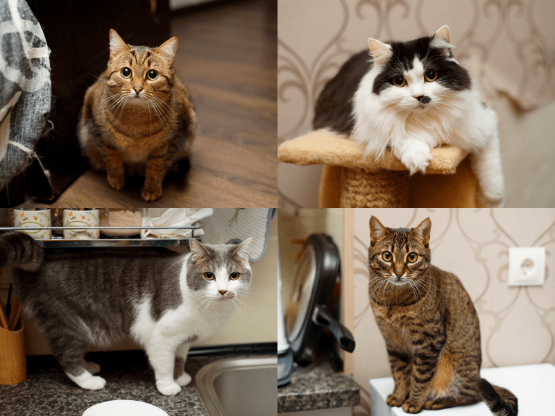 кошки Дана Перчуна