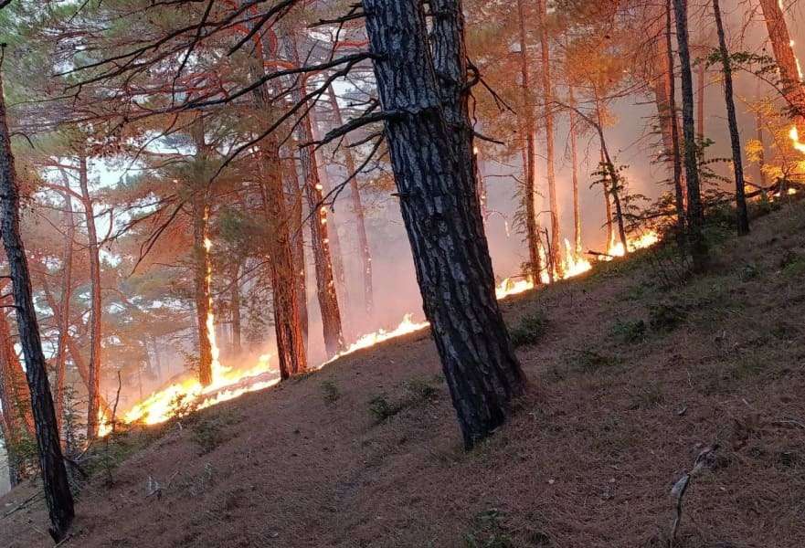 Украинский беспилотник вызвал пожар в лесу рядом с дворцом Путина в Геленджике
