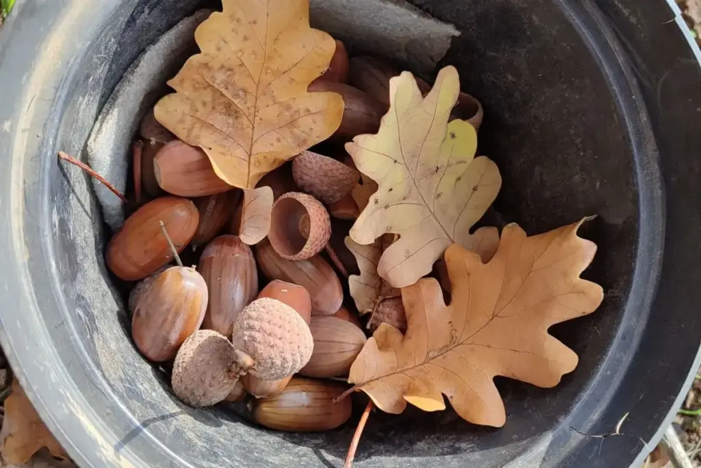 жёлуди и листья дуба