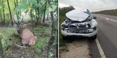 В Каларашском районе автомобиль сбил благородного оленя