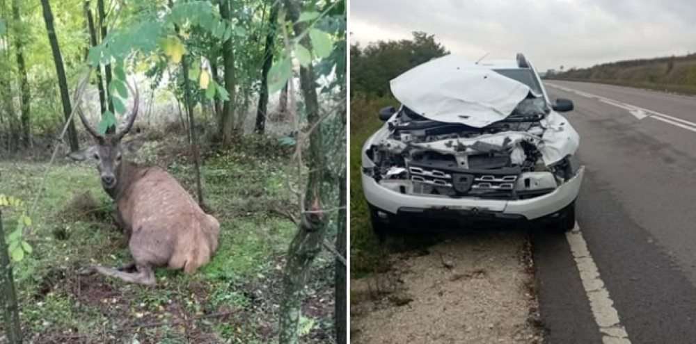 В Каларашском районе автомобиль сбил благородного оленя