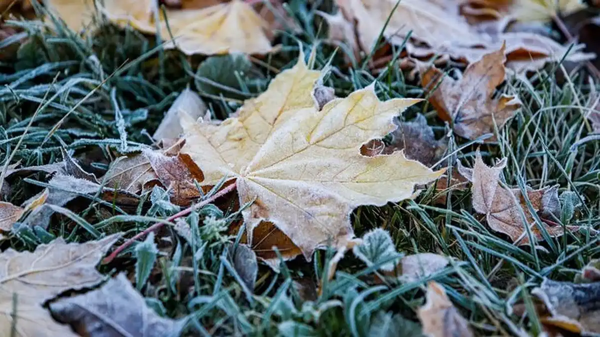 осень-заморозки