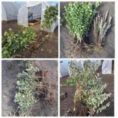 Растения из питомника в Чадыр-Лунге