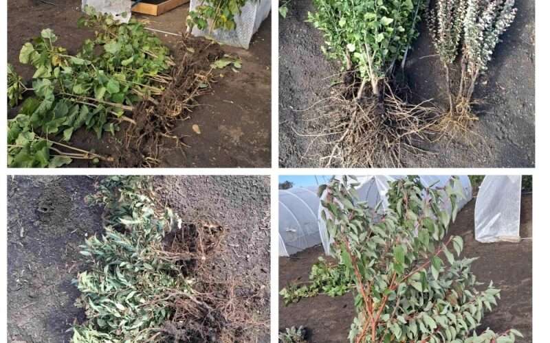 Растения из питомника в Чадыр-Лунге