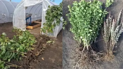 Питомник растений в Чадыр-Лунге, где каждый желающий мог взять саженцы, чтоб озеленить родной город, сообщил, что инициатива продолжится уже в следующем году.