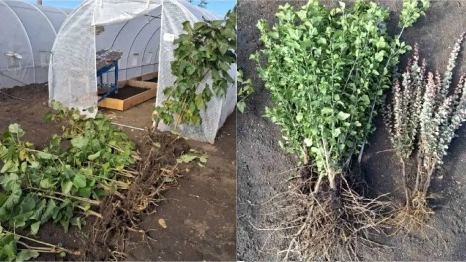 Питомник растений в Чадыр-Лунге, где каждый желающий мог взять саженцы, чтоб озеленить родной город, сообщил, что инициатива продолжится уже в следующем году.