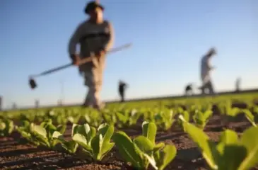 сельское хозяйство