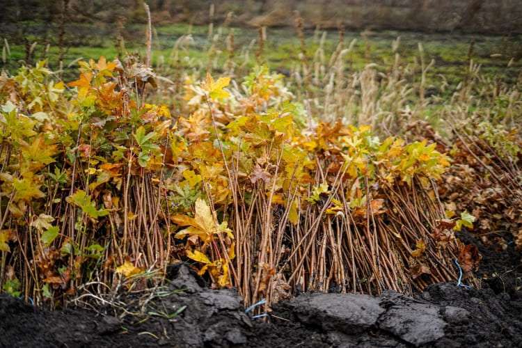 15 ноября в Молдове стартует масштабная кампания по посадке леса — принять участие могут все желающие